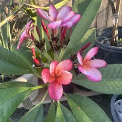 Loretta Plumeria