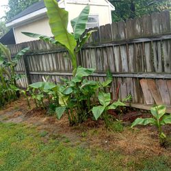 banana Plant 