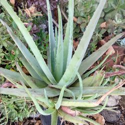 Aloe Vera Plant