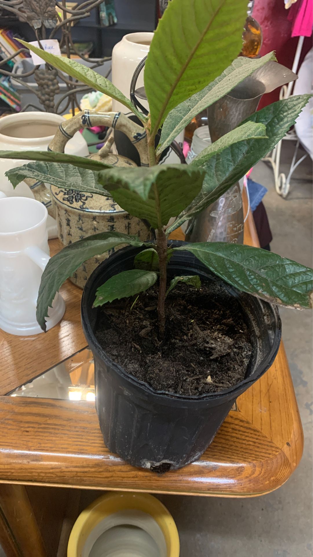 Loquat plant