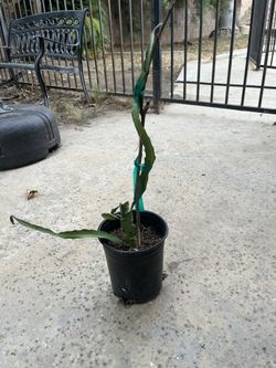 dragonfruit plant unknown variety 