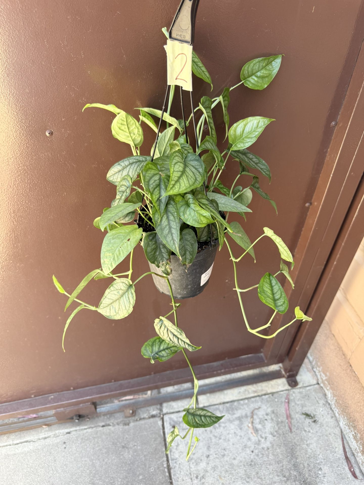 6” Monstera Siltepecana