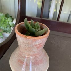 Suculenta Plant 