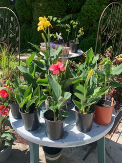 Flowers & Plants
