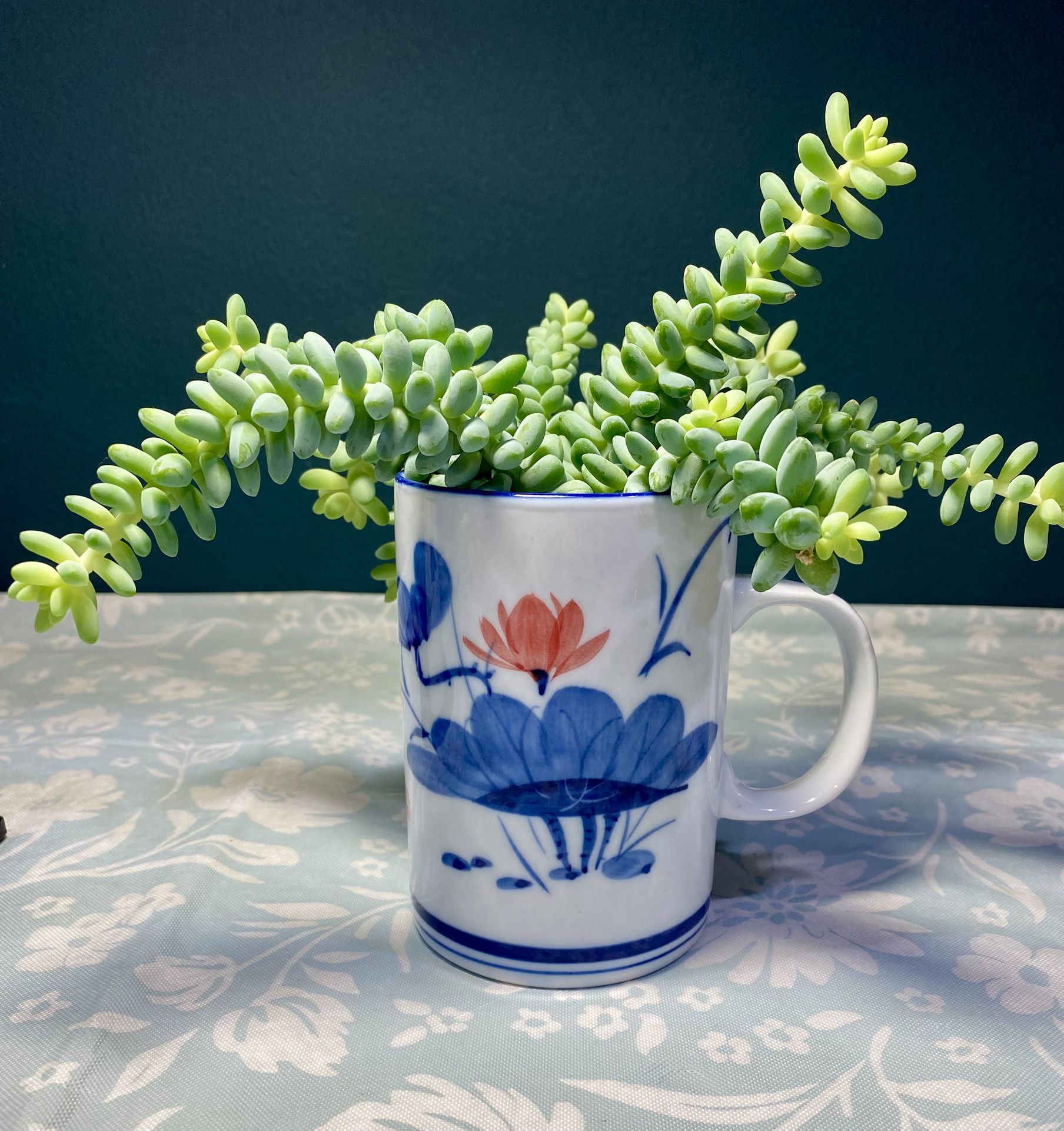 Burros Tail Succulent Planter