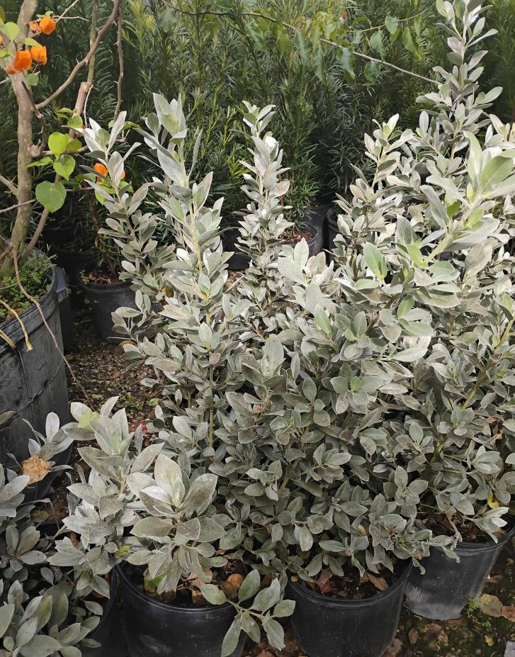 Silver Buttonwood $8