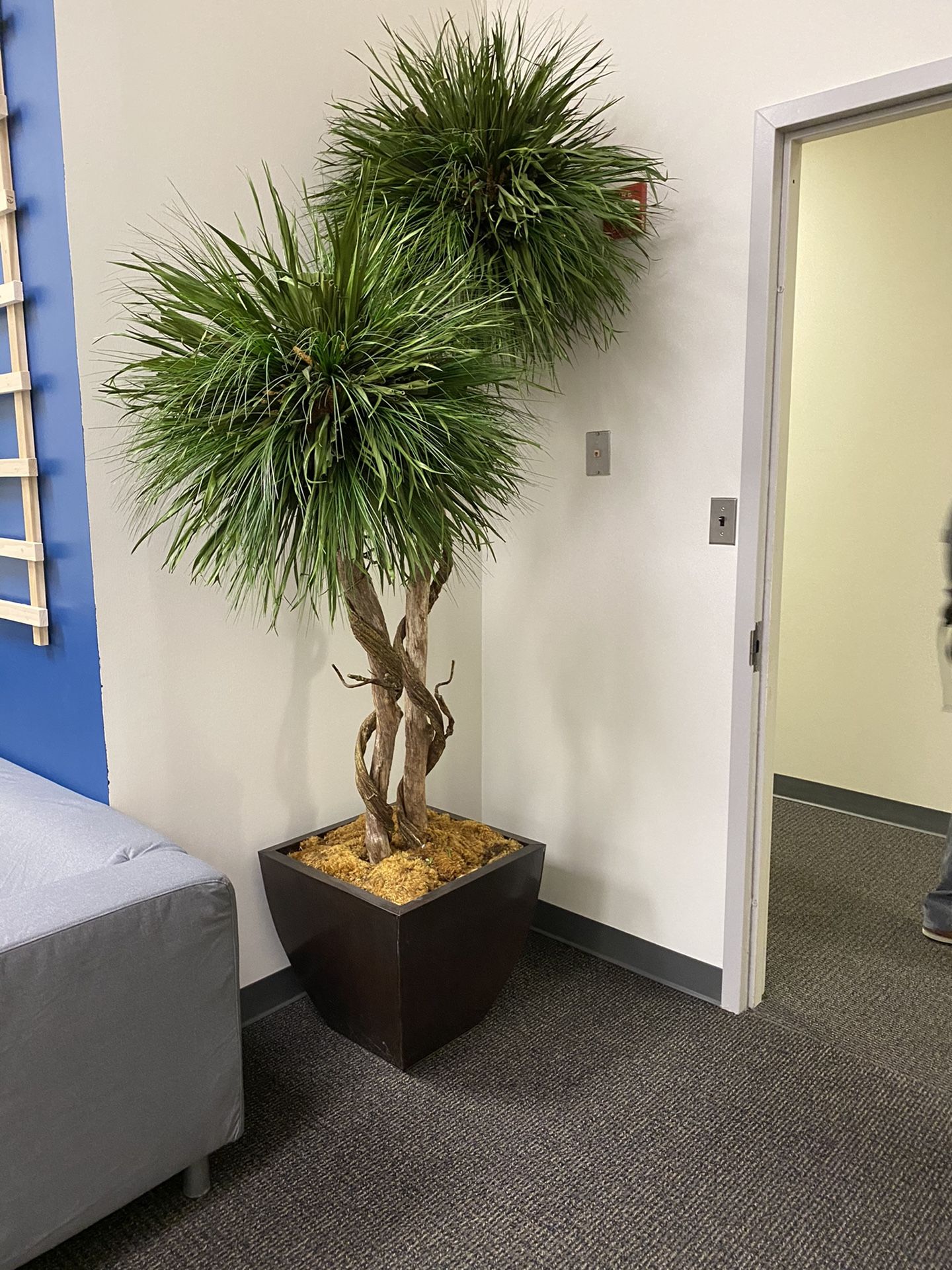 Office Plant