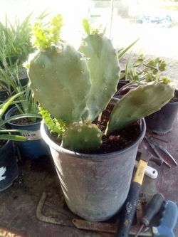 Large Blooming Prickly Pear Cactus in Pot – Rare Variety, Actively Flowering!