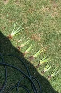 Aloe Vera / Sabilas $5.00 🌵🪴🌵🪴
