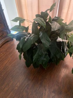 2 large fake home plants