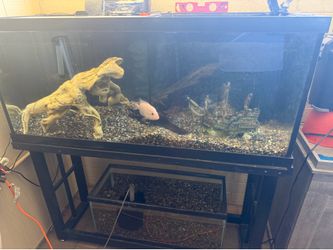 70 gallon Fish Tank