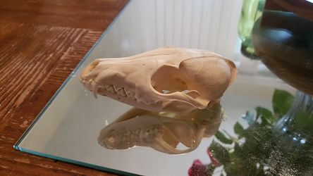Fox skull