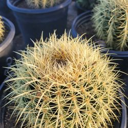 Golden Barrel Cactus