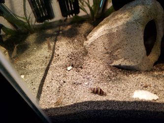 Complete 10gal planted tank with live plants, cholla wood pieces, and shrimp.