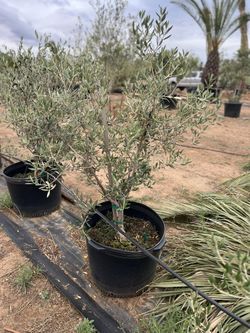 Fruitless Olive Trees For Sale 24 Inch Box