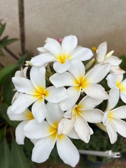 PLUMERIA.  BLANCA.  RAMO DE  NOVIA. MUY.  LINDA