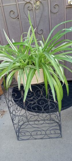 tiende 2 plantas de liston 2 colores