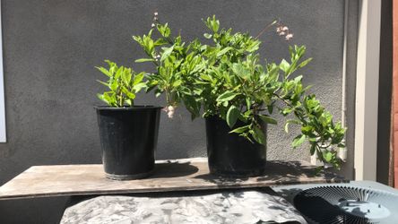 Beautiful insulinas Plants 6 and $3.