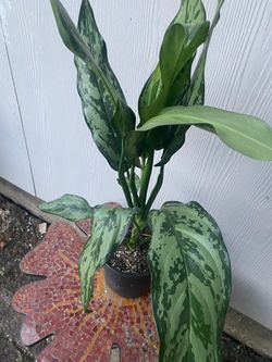 Aglaonema Live Plant