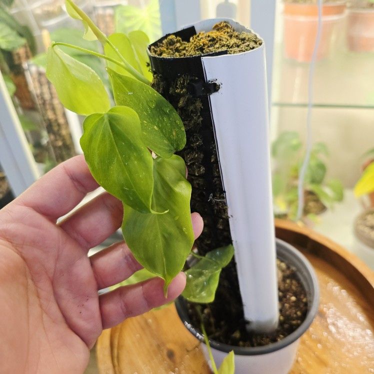 Philodendron oxapapense plant