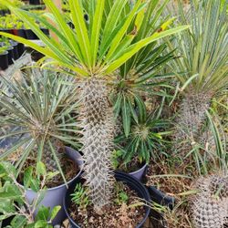 Madagascar Planta 3gallones Flowers White