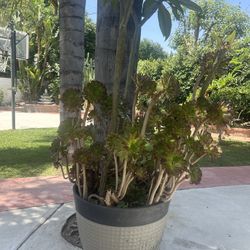 Planter  Pot Wood With Different Plants 