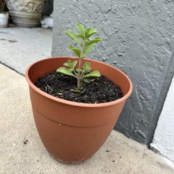 Panadol Plant (Plectranthus caninus)