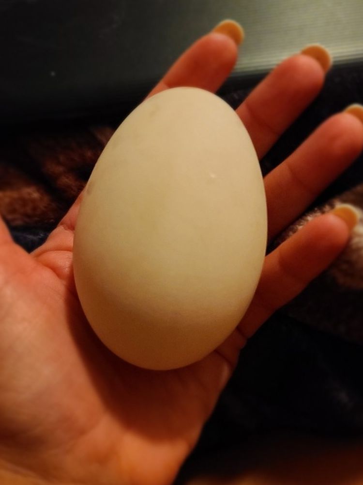 Free Range Goose Eggs