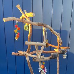 Thick And Curvy Macaw Cockatoo Tree … Custom Made , Hard Durable Ribbon Wood 🪵… Lasts For Years ! Breeder Direct …