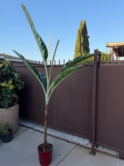 10” banana tree variegated 8ft tall