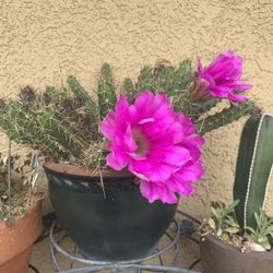 Cactus With Pot