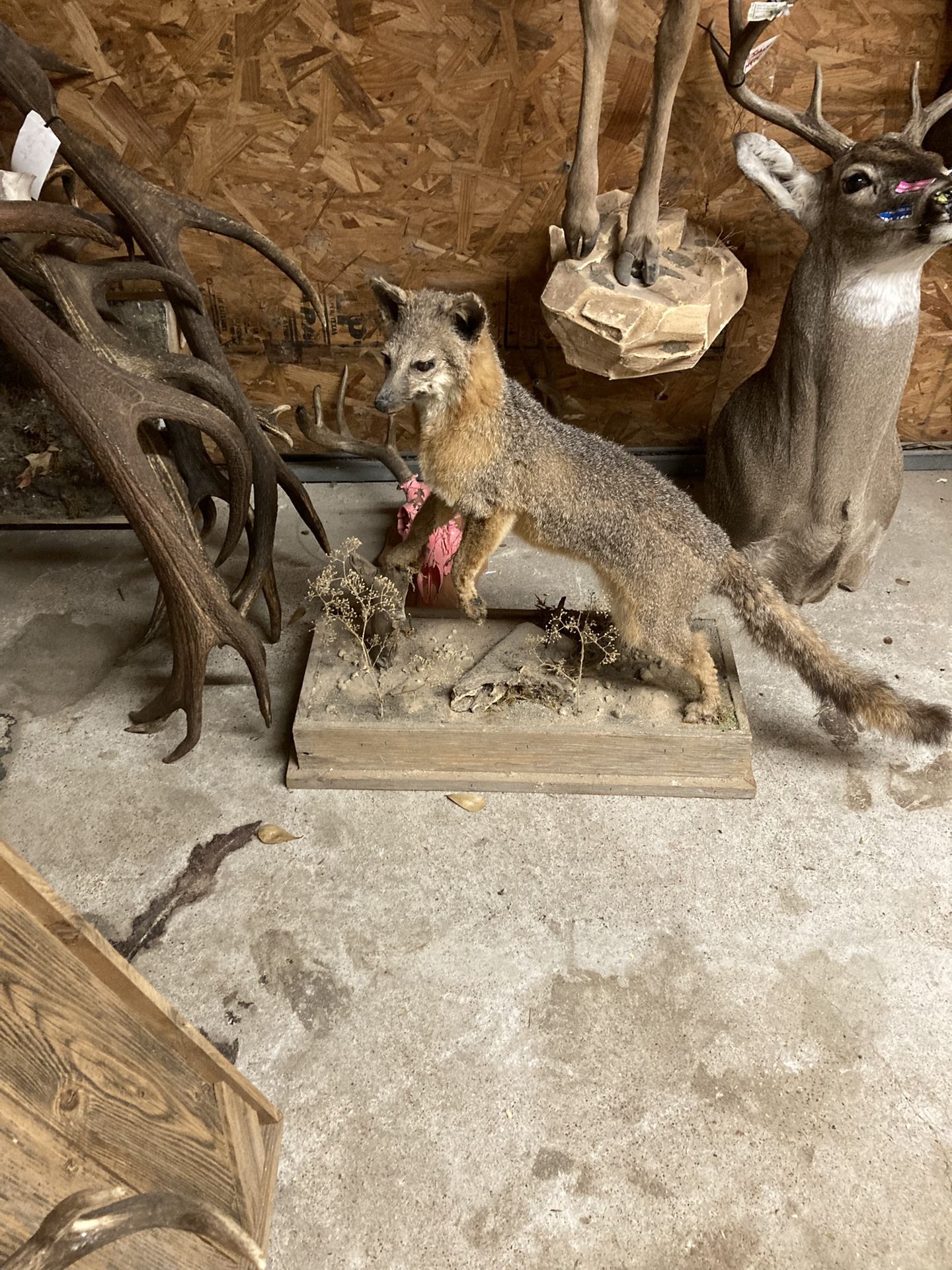 Taxidermy For Sale