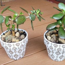 Jade Trees In NEW Ceramic Pots-both For $15. Pick-up In Aurora. 