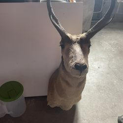 Deer Head (Taxederm)