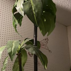 Artificial Plant