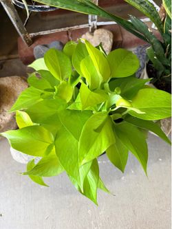 Neon Pothos