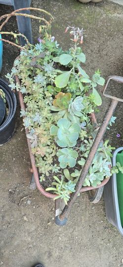 Succulent variety