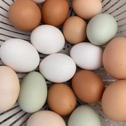 One dozen eggs Fresh Free range 