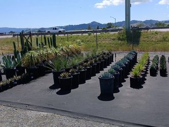 Plants High Quality Starting @ $50 and up
