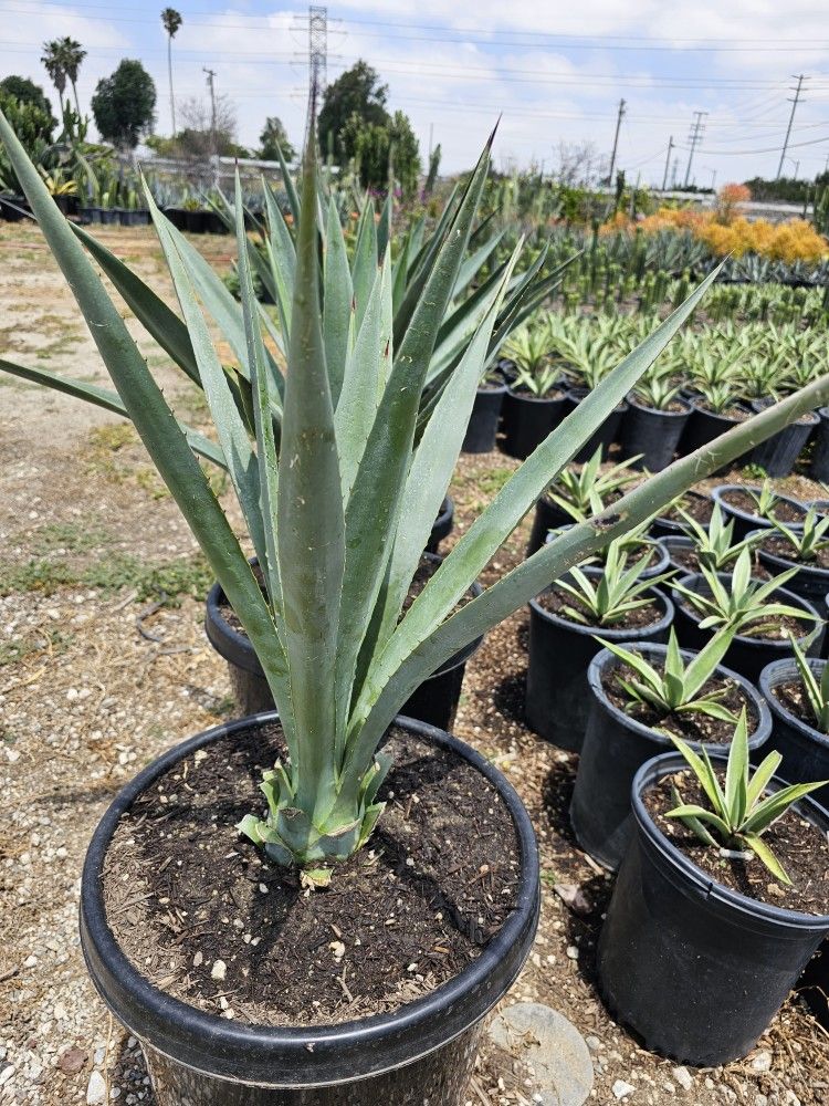 Agave Blue T