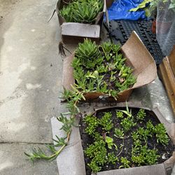 Cuttings And Single Plants 