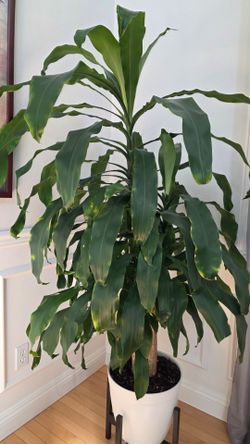 Indoor Live Plant