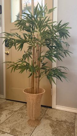Beautiful Bamboo plant with vase