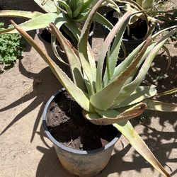 Aloe Plant