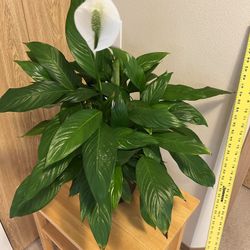 Spathiphyllum House Plant. Sammamish, Beaver Lake
