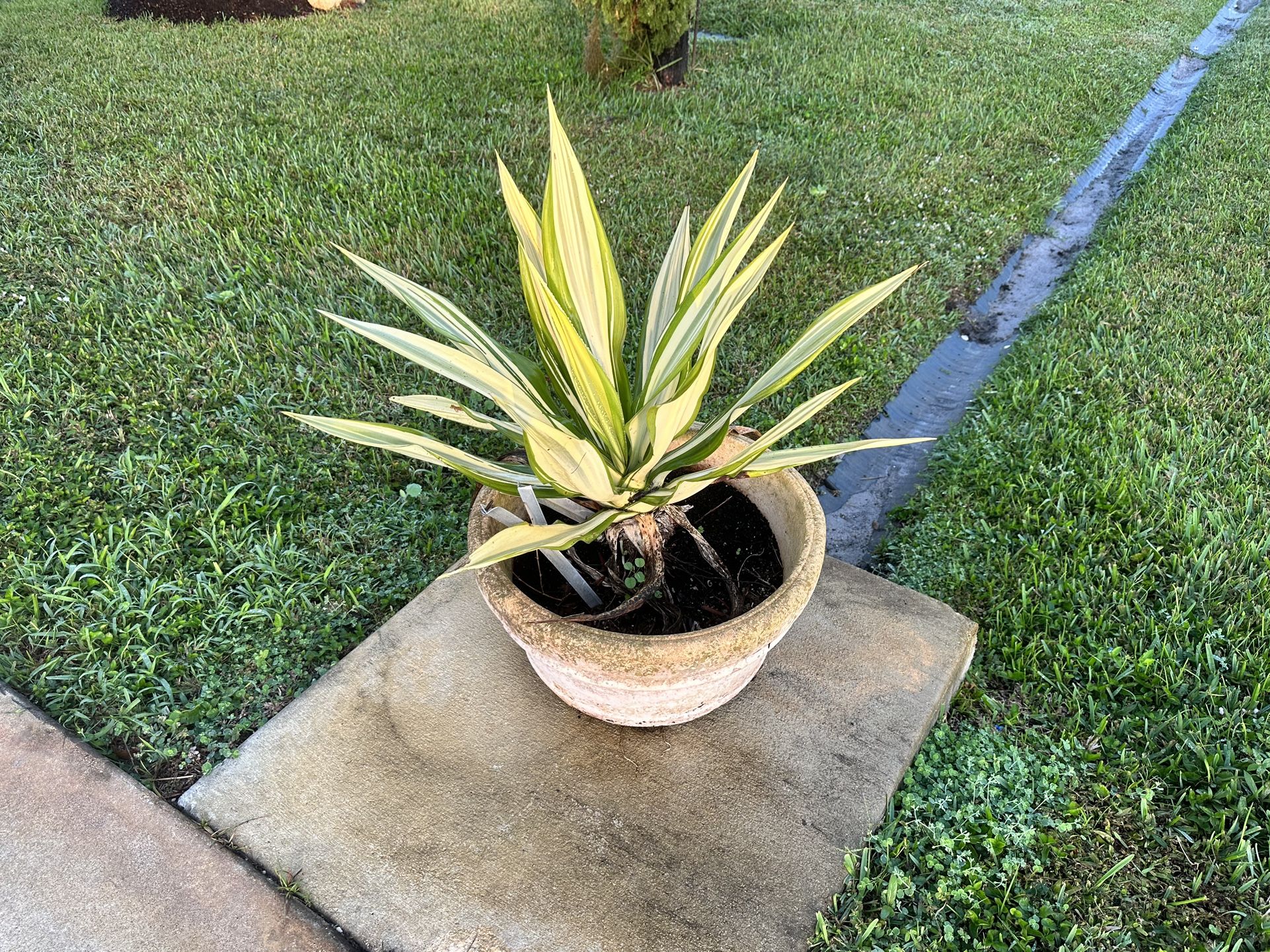 False Agave