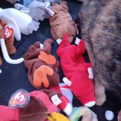 Very Rare Beanie Babies Probably Got 30 To 50 Left Will Negotiate On Prices