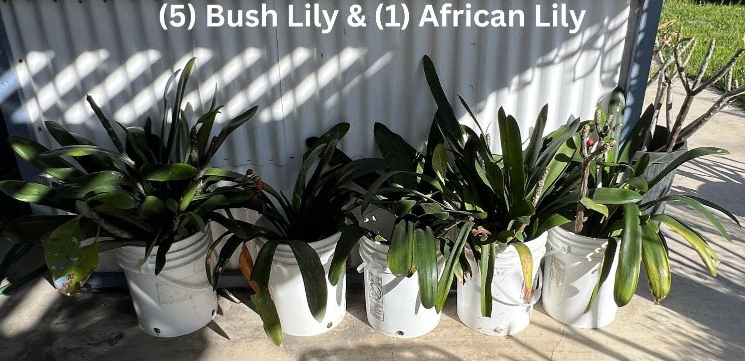 Bush Lily & African Lily