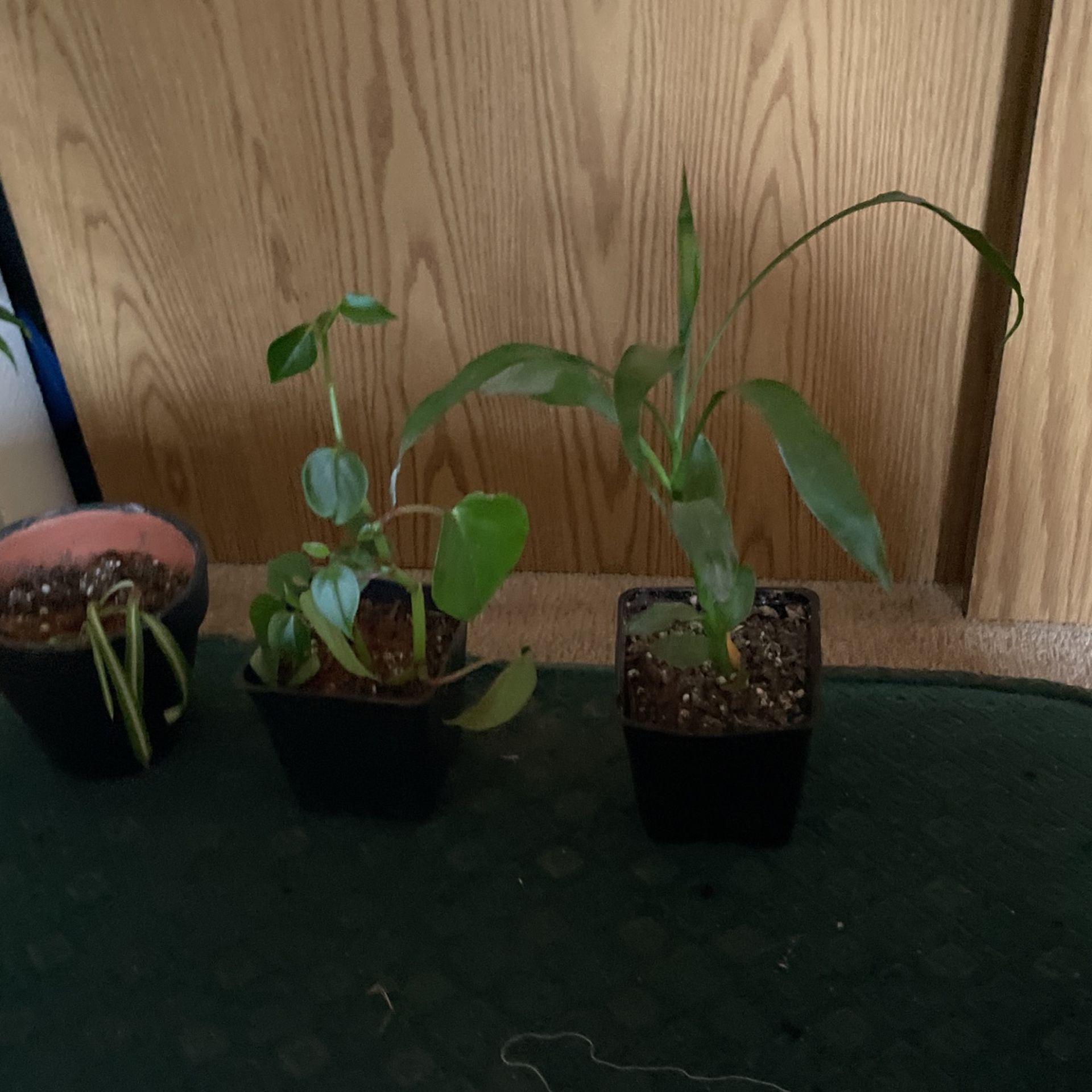 plants