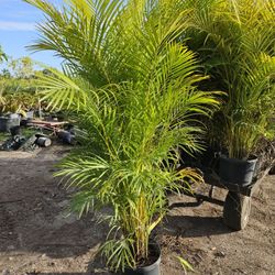 arecas Over 6 feet tall Instant Privacy  Hedge  For Fence  also podocarpus 